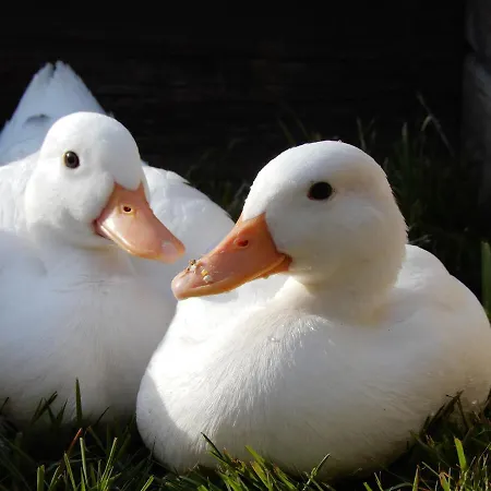 Ferienhaus Cuylehoeve *